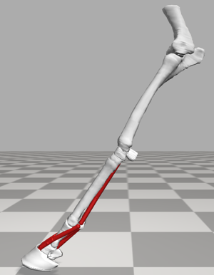 3D model of horse skeleton