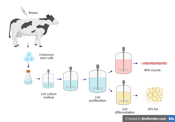 Diagram of meat grown from cell cultures.