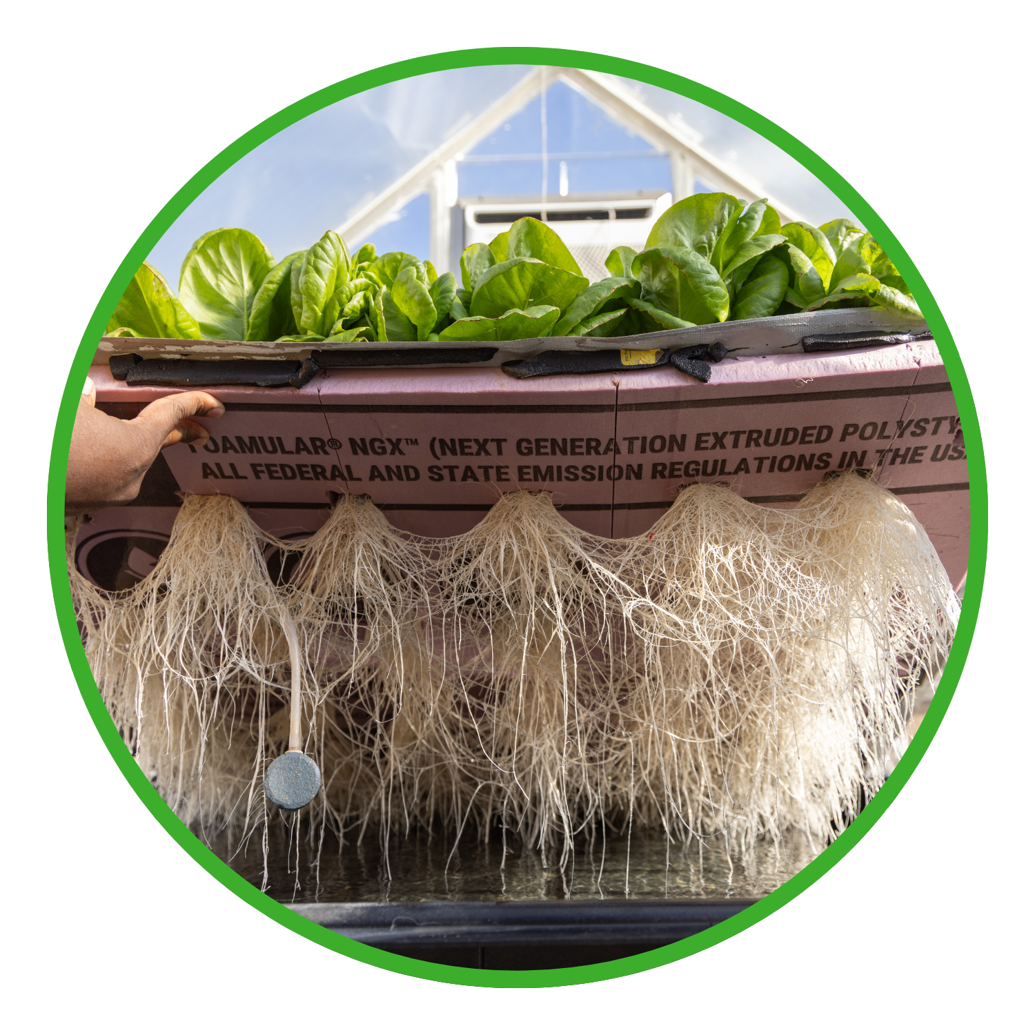  a bed of lettuce suspended over water to showcase the plants' root structures