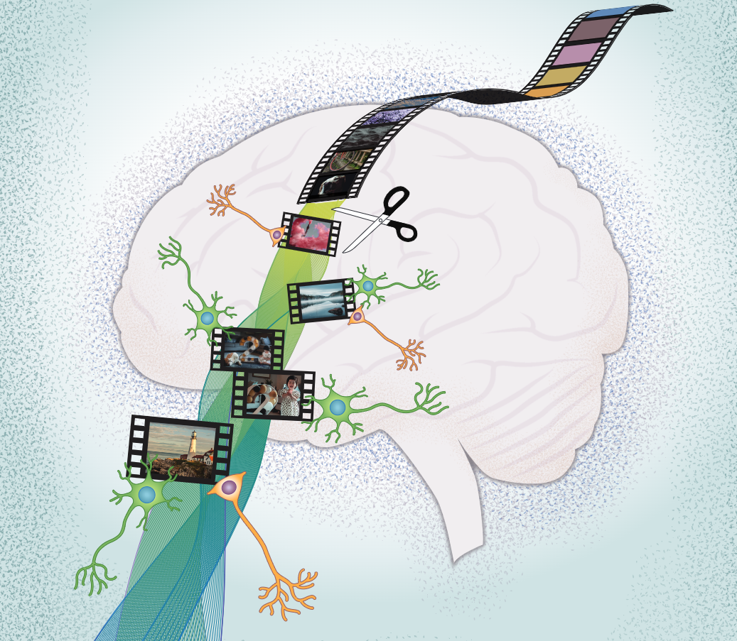 Illustration of a brain and film strip with neurons being cut