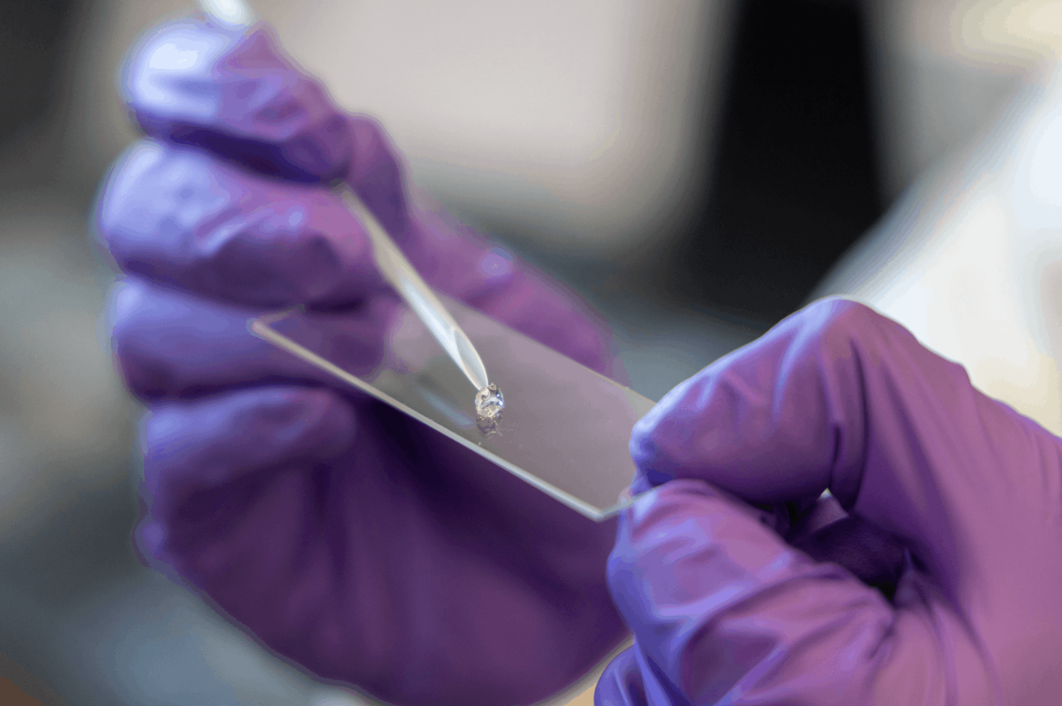 Hands in purple gloves poking a hydrogel on a microscope slide in a lab