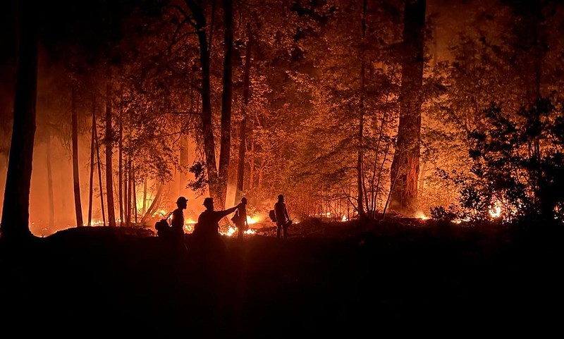 A wildfire among trees and shrubs