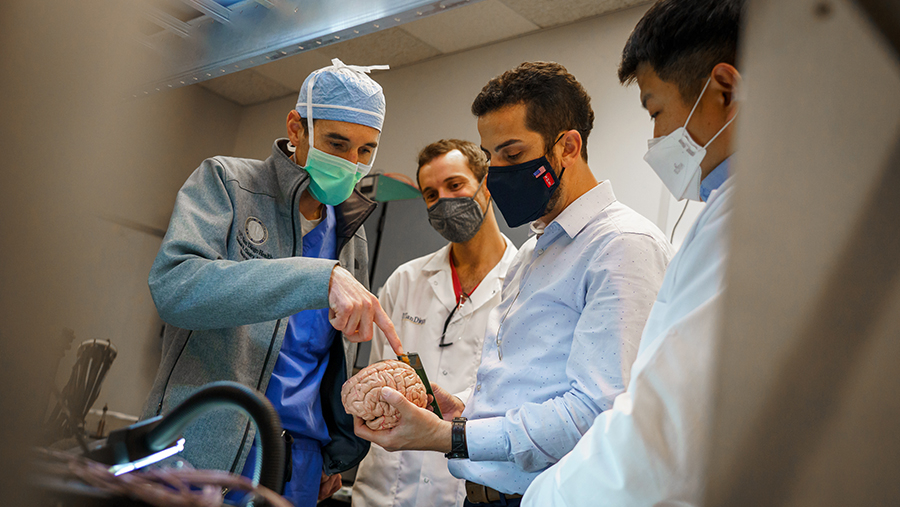 Scientists holding model of brain