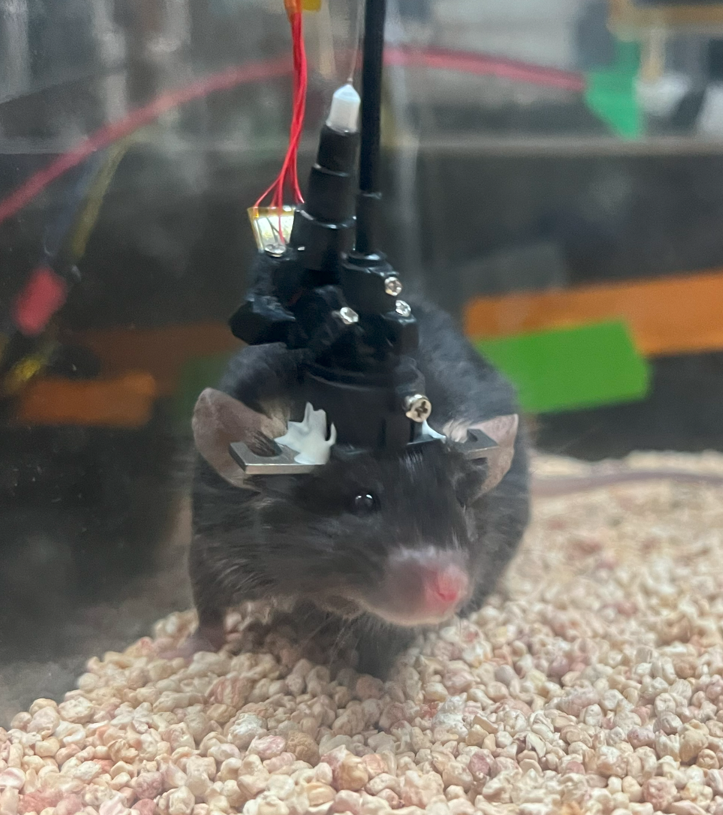 mouse wearing miniscope