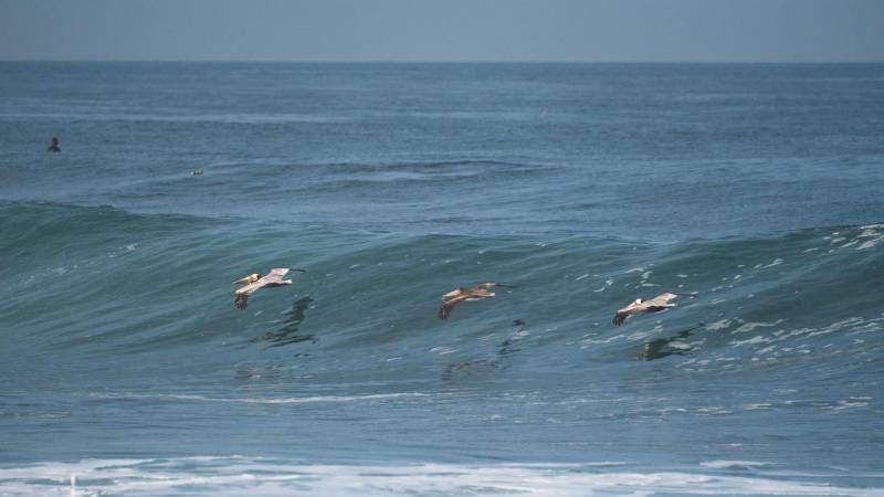 Pelicans near a wave in the ocean