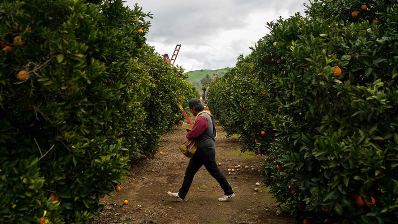 Workers rush to harvest oranges after a light rain in Exeter, California, just west of the Sierra Nevada mountains in California’s Central Valley. uc davis engineering citrus disease research cristina davis