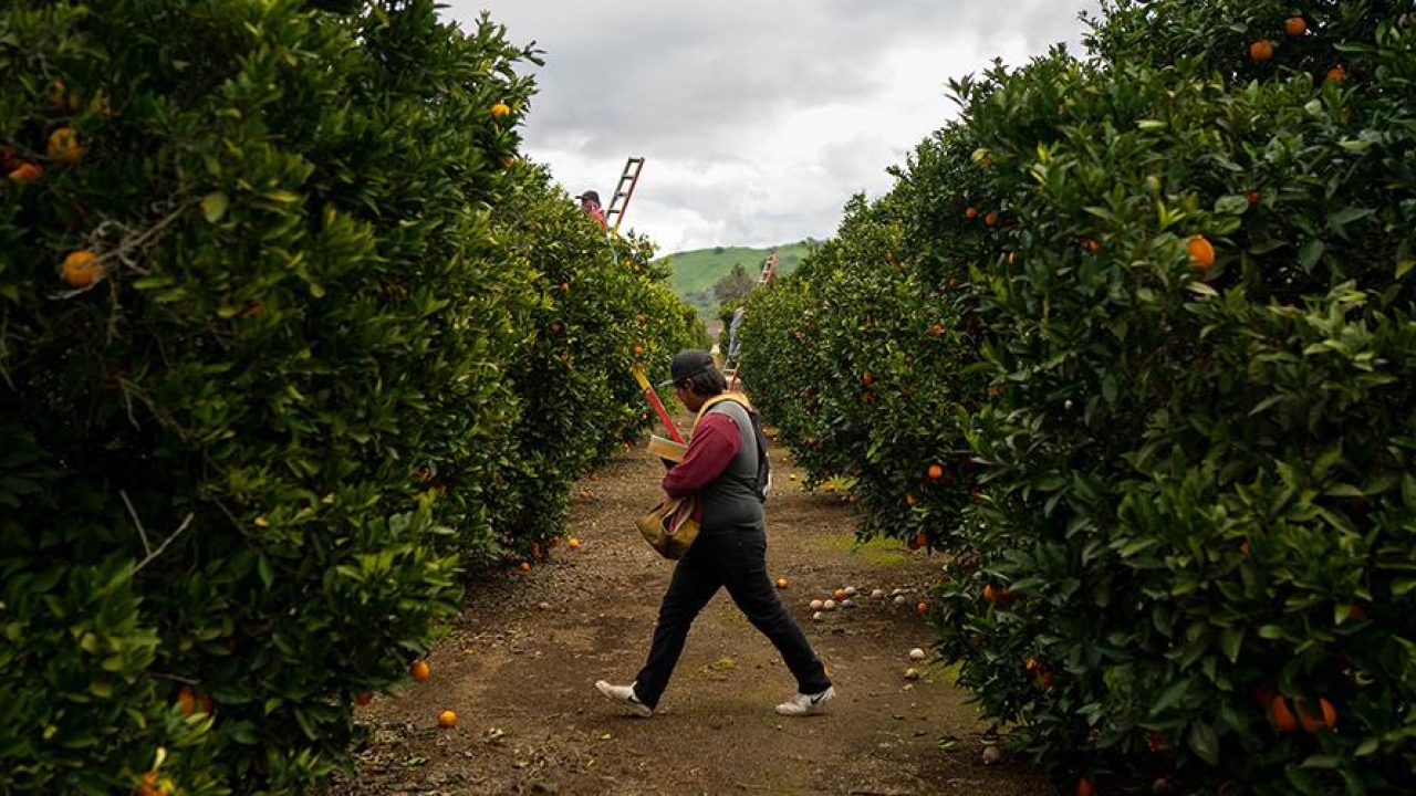 uc davis engineering citrus disease research cristina davis