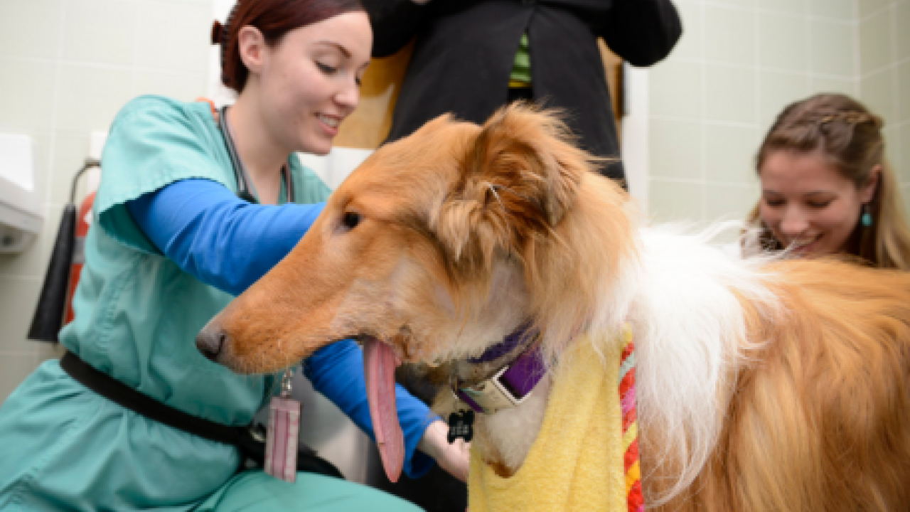 Uc Davis Biomedical Engineers And Veterinarians Collaborate To Regrow Bone College Of Engineering