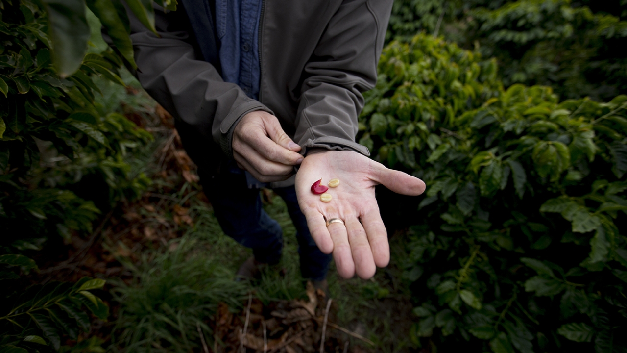 Hand holds coffee beans outdoors