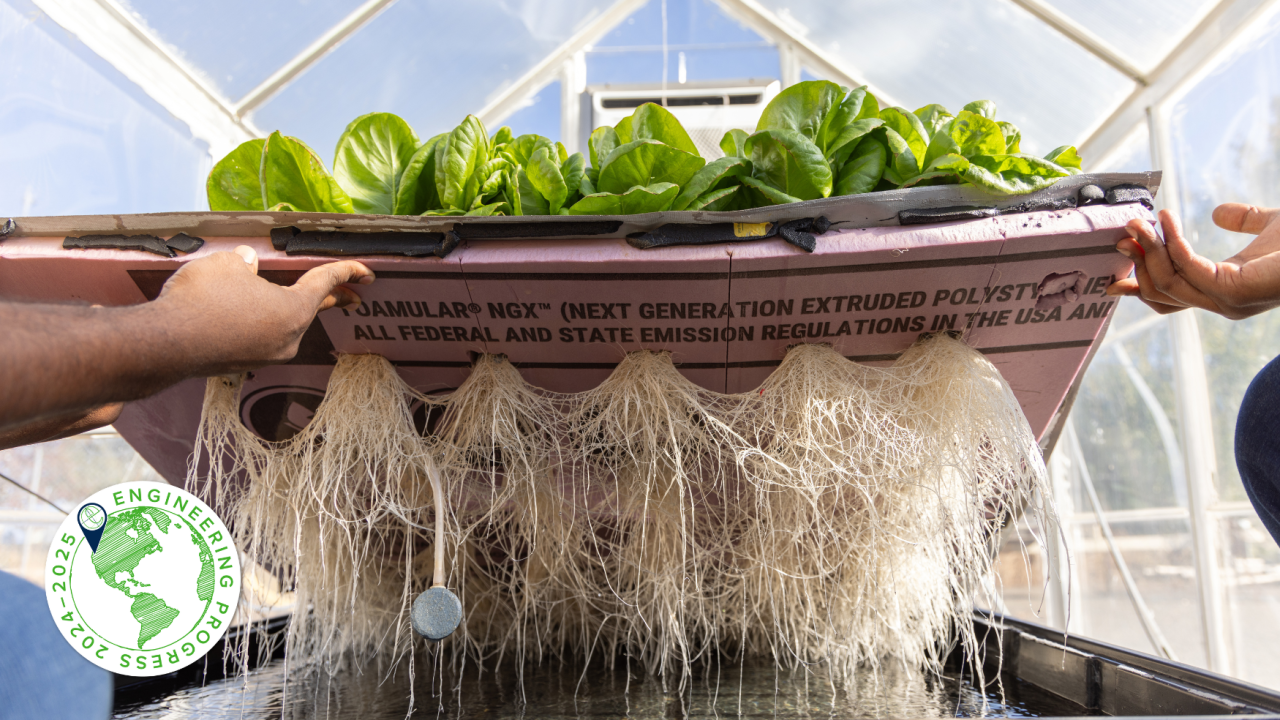 Lettuce with roots