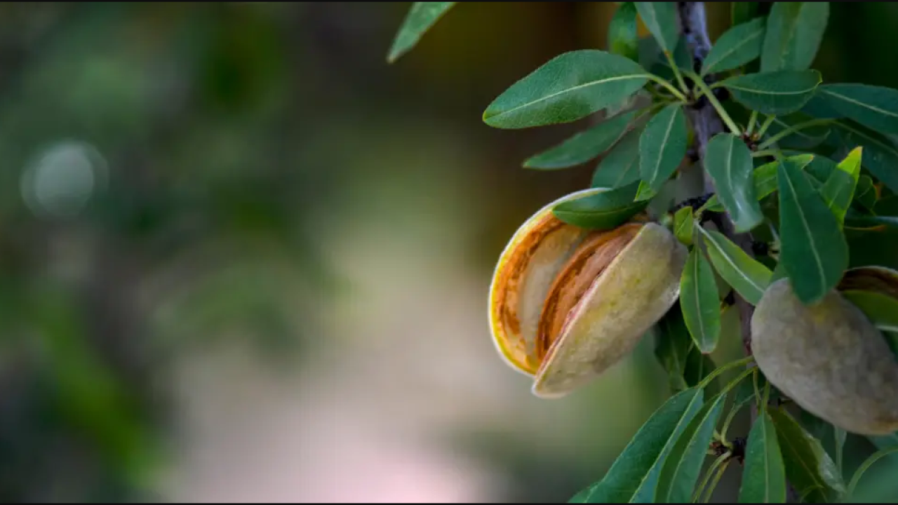An almond bud on an almond tree