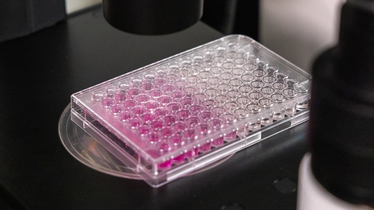 Pink media shown in a plastic container with numerous cells
