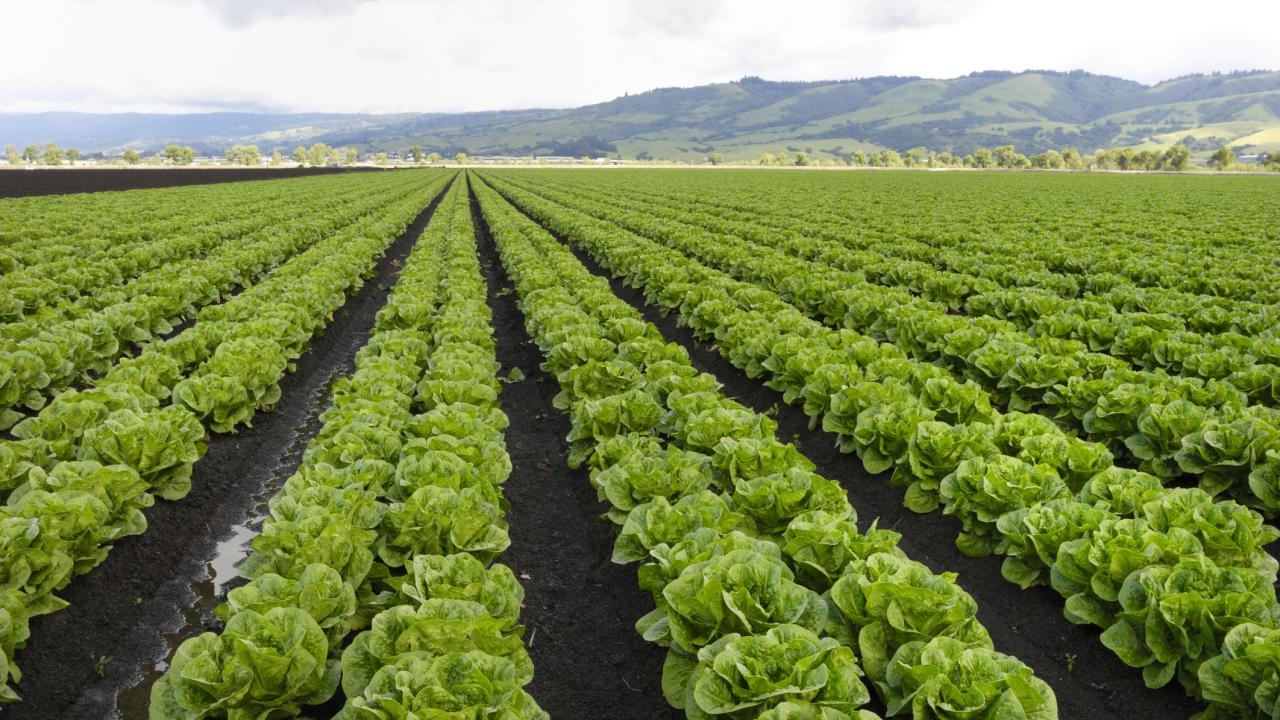 Rows of lettuce in a field