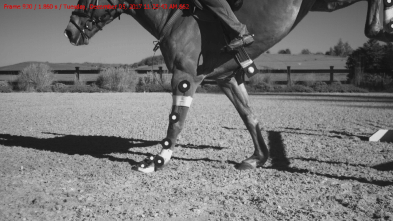 Black and white image of a horse with monitoring equipment on the legs