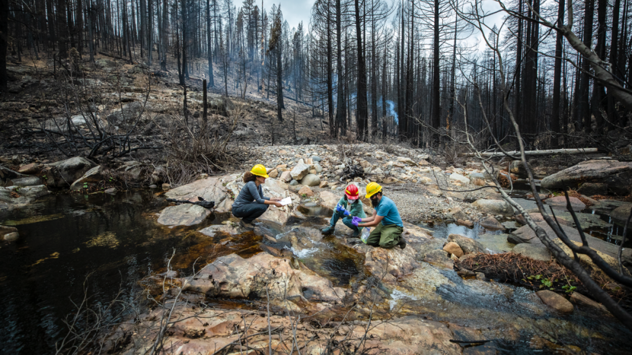 Landscape portrait of engineers out in a wooded area working in a river bed, with burnt trees surrounding them