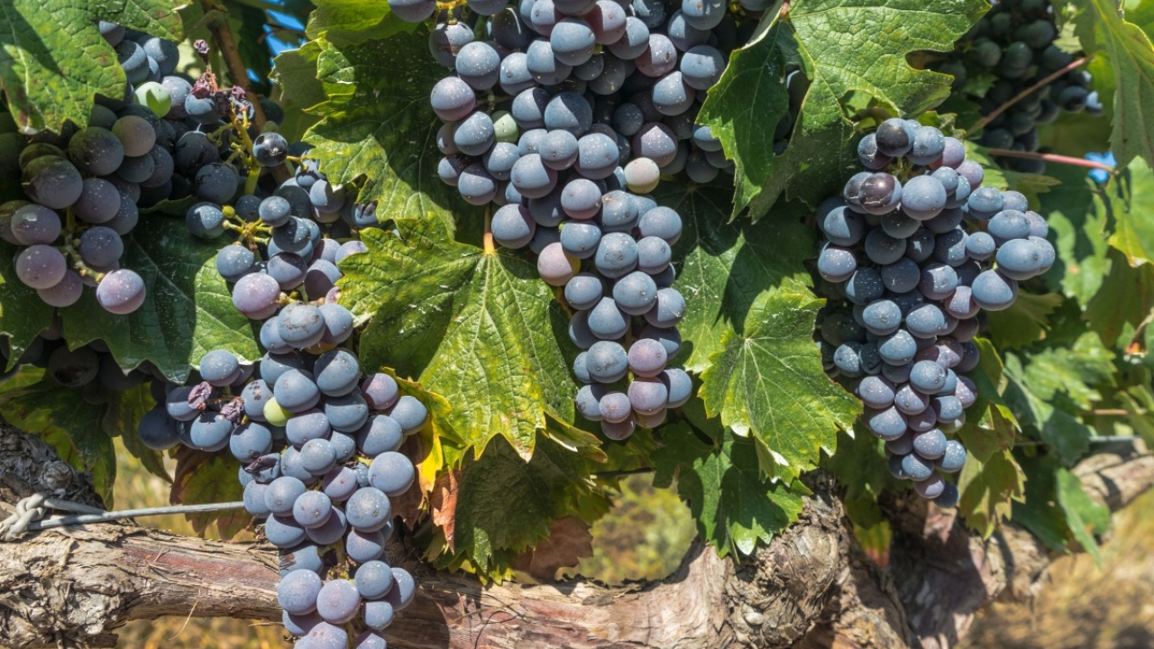 irwin donis gonzalez uc davis biological agricultural engineering grape postharvesting storage