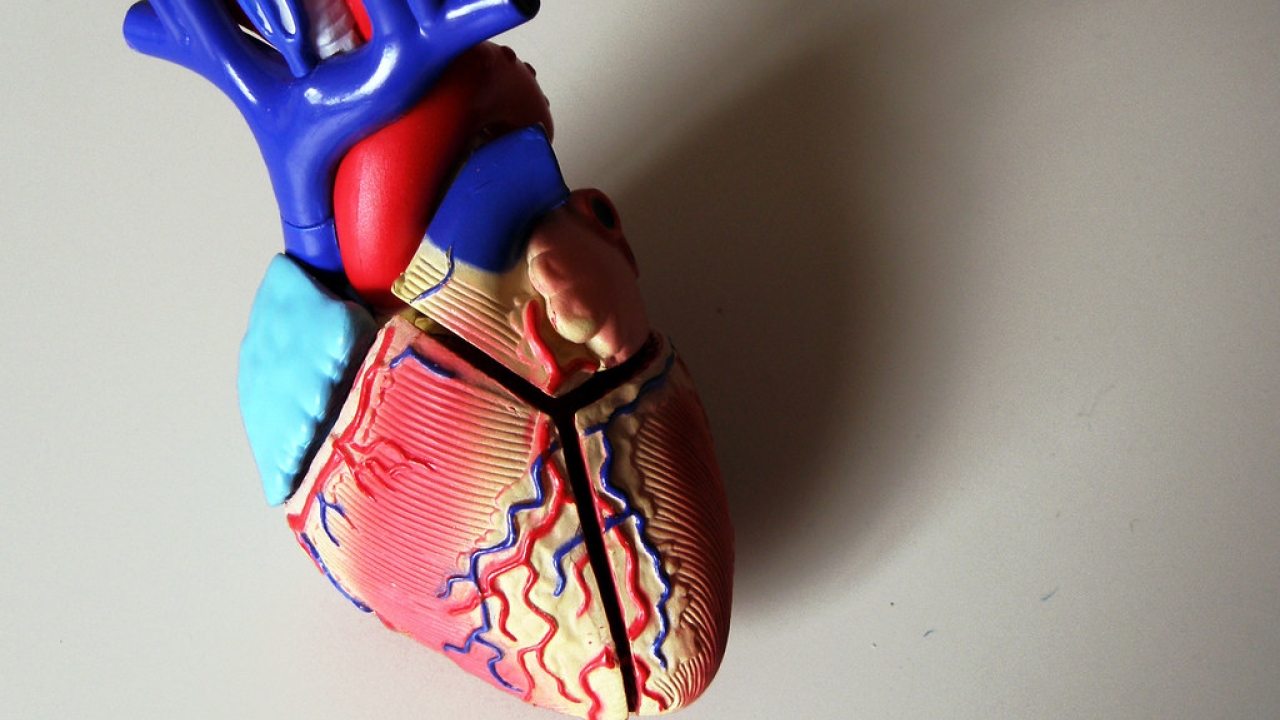 model of a heart