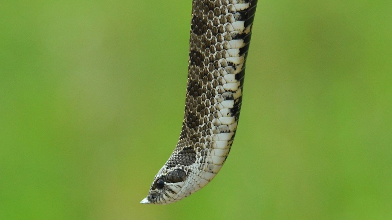 A western hognose snake. Image by United States Fish and Wildlife Service, Midwest Region.