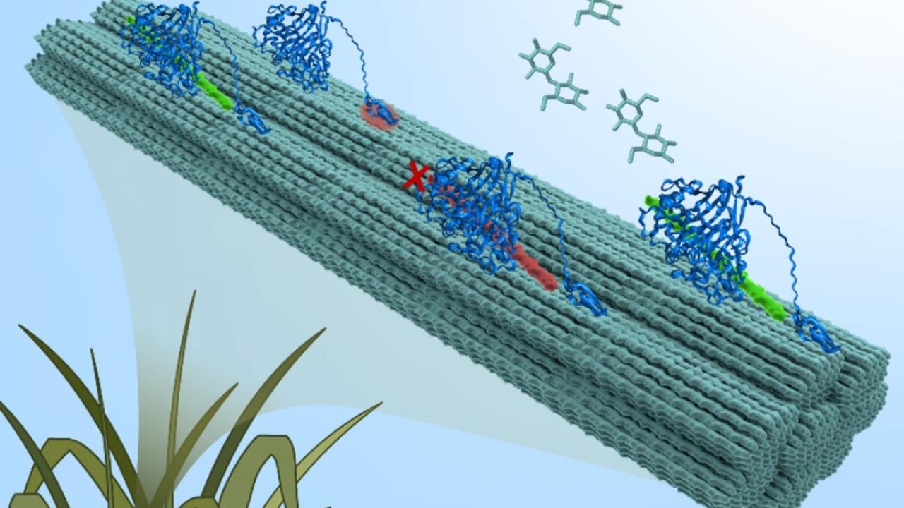 3D model of cellulose being broken down into sugars 