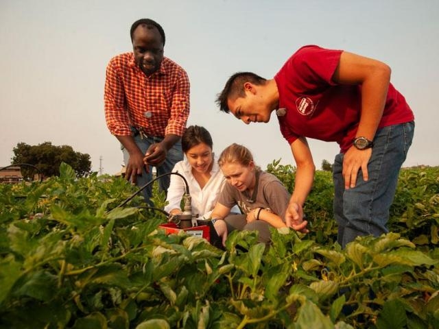 Four people inspecting leafy crops in a sunlit field, focused and collaborating