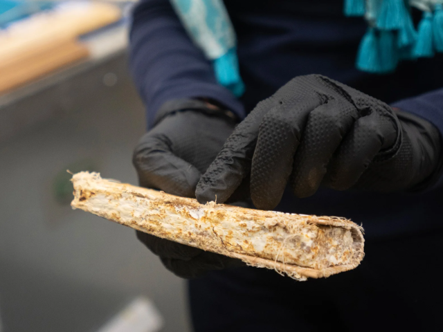 Mycelium held up by a gloved hand