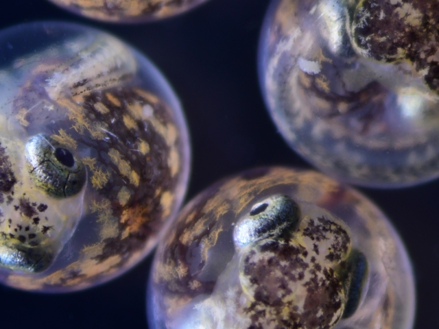 embryonic killifish faces