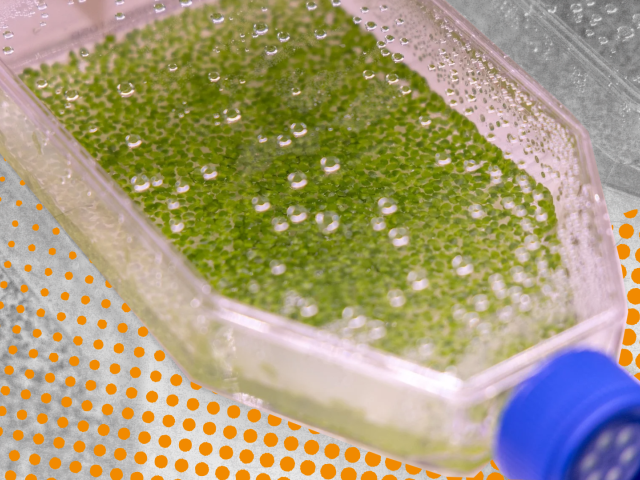 Duckweed
