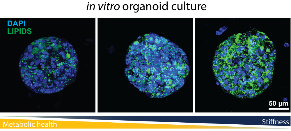 Three slides show an amorphous blob in stages of development, which growth represented by colors.