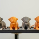 Silicone models of neonatal kittens