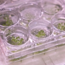Plant material in petri dishes