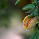 An almond bud on an almond tree