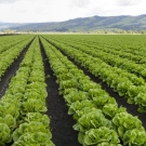 Rows of lettuce in a field
