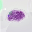 A gray background with a purple brain in the center, illustrated and reminicent of artificial intelligence