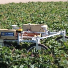 Cart with College of Engineering sticker on its side sits in middle of strawberry field
