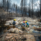 Landscape portrait of engineers out in a wooded area working in a river bed, with burnt trees surrounding them