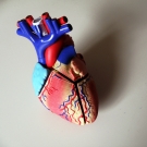 model of a heart