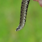 A western hognose snake. Image by United States Fish and Wildlife Service, Midwest Region.