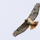 Hawk flying