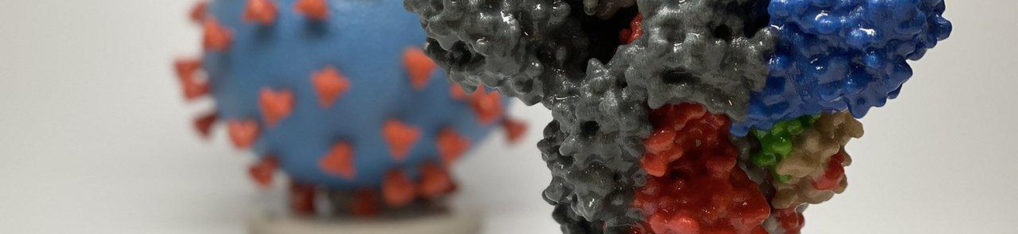 A model of a COVID-19 spike protein