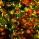 green, red and orange cell image